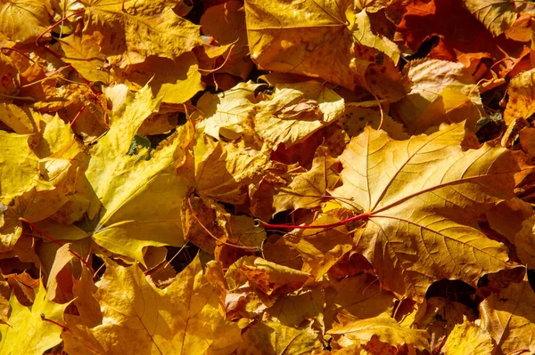 Hoja Arce Otoño Una Estructura Aplanada Una Planta Superior Similar — Foto de Stock