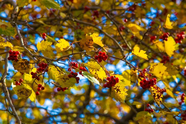 Herbstliches Laub Saisonaler Botanischer Hintergrund — Stockfoto