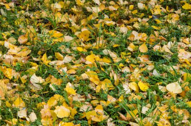 Sonbahar yaprakları doku. Sonbahar parkta fotoğrafı