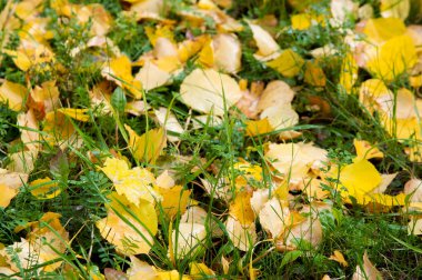 Sonbahar yaprakları doku. Sonbahar parkta fotoğrafı