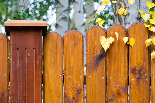 Texture of wood — Stock Photo, Image