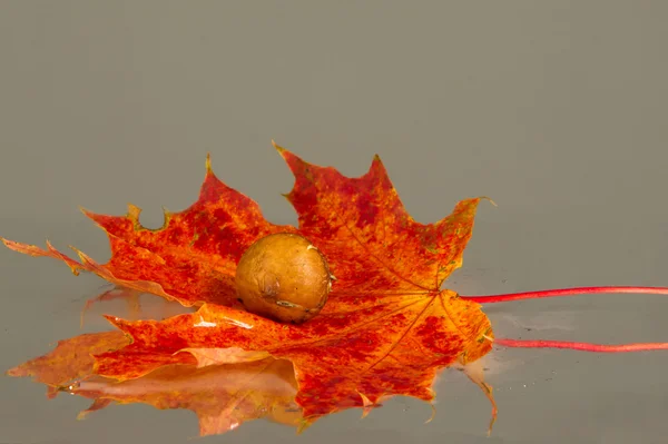 Textur der Blätter des Herbst-Ahorns — Stockfoto
