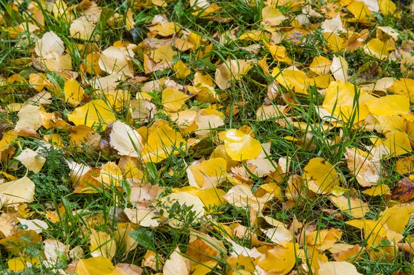 Texture Autumn Leaves Photographed Autumn Park — Stock Photo, Image