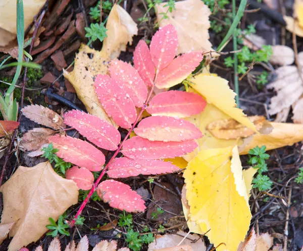 Textur Der Herbstblätter Fotografiert Herbstlichen Park — Stockfoto
