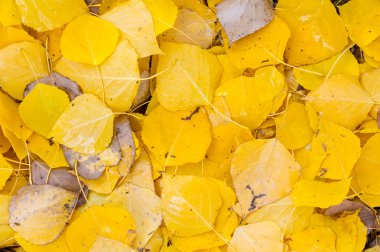 Sonbahar yaprakları doku. Sonbahar parkta fotoğrafı