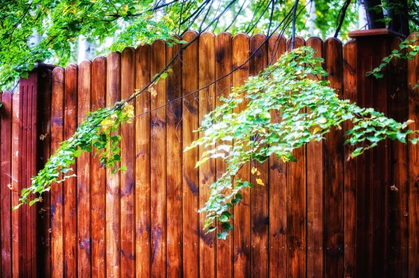 Texture Wood Structure — Stock Photo, Image