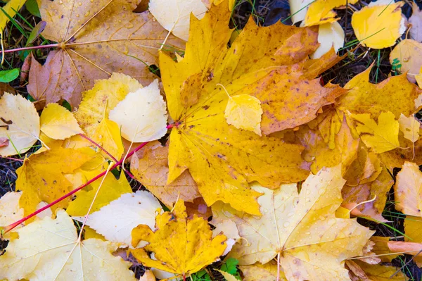 Sonbahar yaprakları doku. Sonbahar parkta fotoğrafı