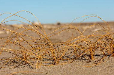 Kum doku. Vahşi doğada kum