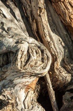 Ağaç kabuğu. Yaşlı bir ağaç kabuğu