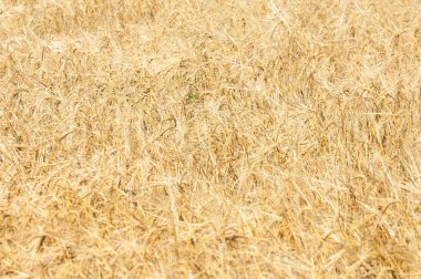 Bir buğday alan doku.