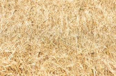 Bir buğday alan doku.