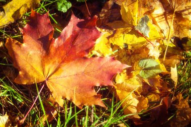 Sonbahar akçaağaç yaprakları dokusuna