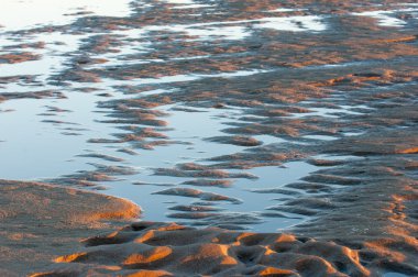 Kum doku. Vahşi doğada kum