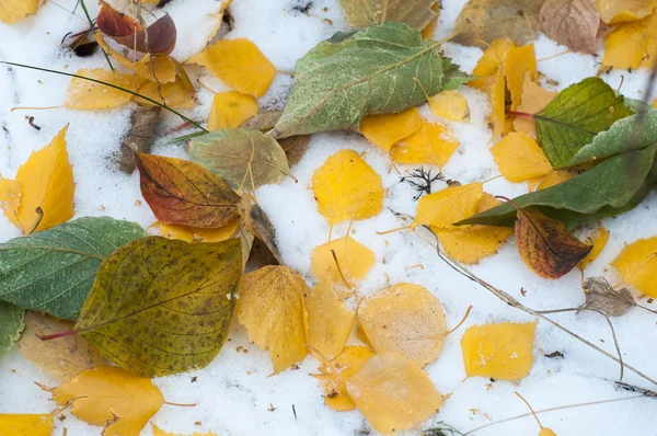 秋の葉の質感 秋の公園で撮影 — ストック写真