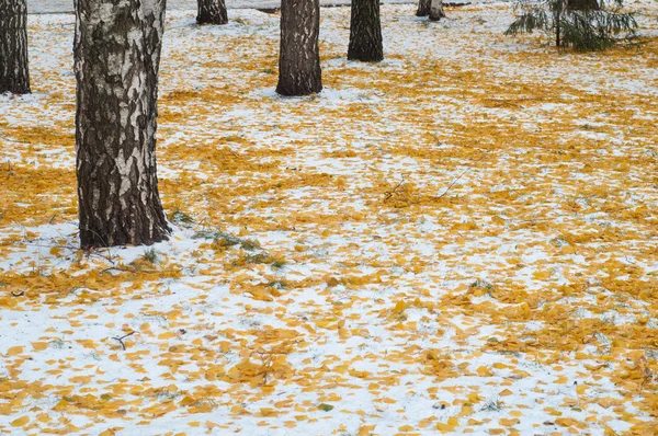 Deja Nieve Otoño Textura Primera Caída Nieve Hojas Abedul Amarillo — Foto de Stock