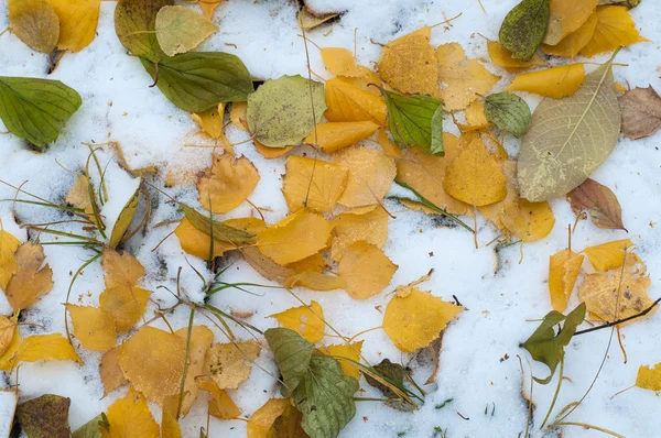 Lässt Herbstschnee Liegen Textur Der Erste Schneefall Gelbe Birkenblätter Schnee — Stockfoto