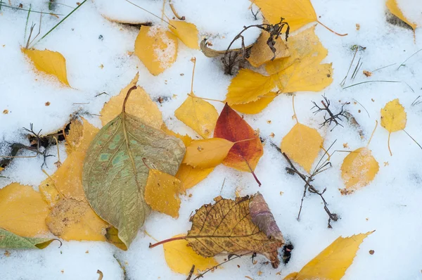 Lässt Herbstschnee Liegen Textur Der Erste Schneefall Gelbe Birkenblätter Schnee — Stockfoto