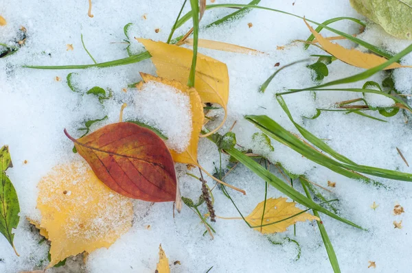 Lämnar Hösten Snö Textur Först Faller Snö Gula Björklöv Snön — Stockfoto