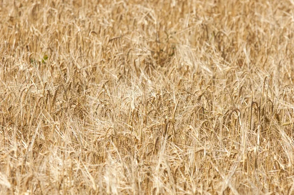 Textura Campo Trigo Trigo Maduro Dourado — Fotografia de Stock