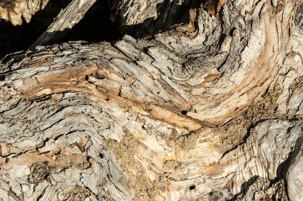Tree Bark Bark Old Tree — Stock Photo, Image
