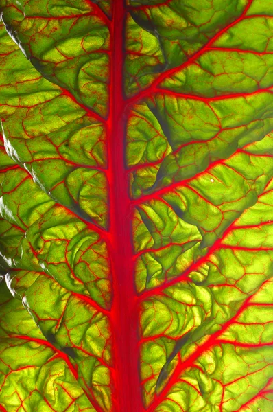 Tessitura delle foglie di barbabietola — Foto Stock