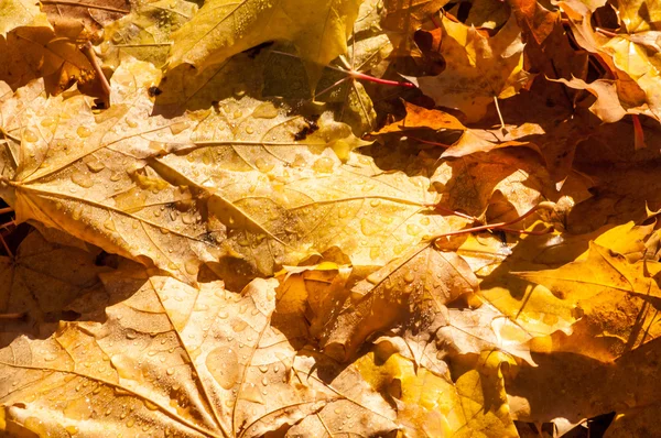 Texture Delle Foglie Acero Autunnale Fotografato Nel Parco Autunnale — Foto Stock