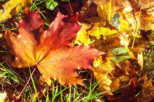 Tekstura jesień klon liści — Zdjęcie stockowe