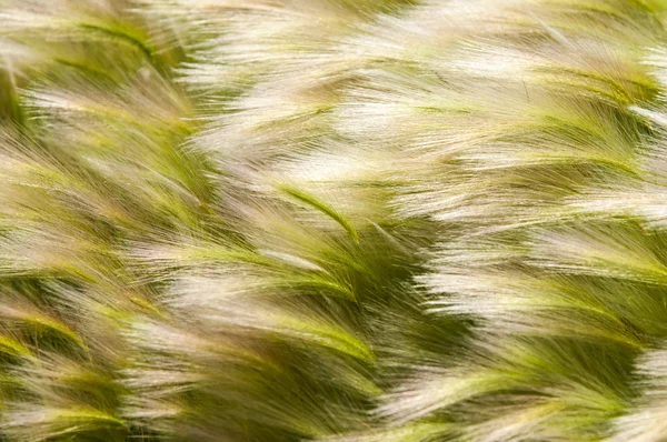 Toll fű, mat fű — Stock Fotó