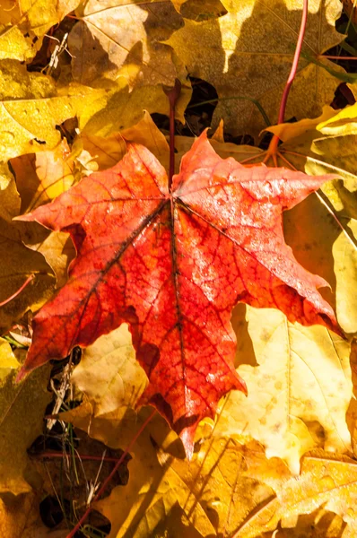 Tekstura Jesiennych Liści Klonu Fotografie Jesiennym Parku — Zdjęcie stockowe