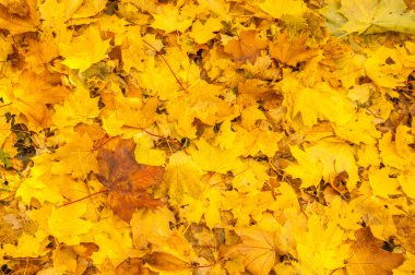 Sonbahar akçaağaç yaprakları dokusuna