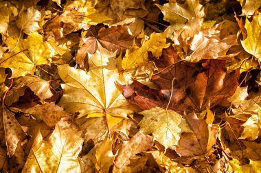 Sonbahar akçaağaç yaprakları dokusuna