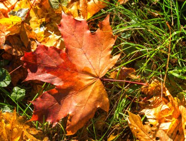 Sonbahar akçaağaç yaprakları dokusuna