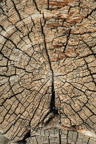 Texture Old Wood Structure — Stock Photo, Image