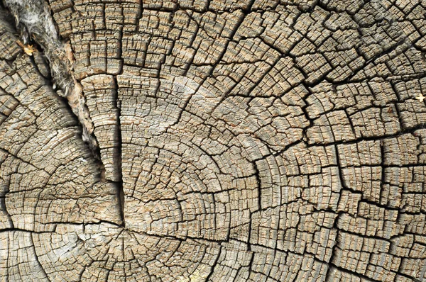 Texture Old Wood Structure — Stock Photo, Image