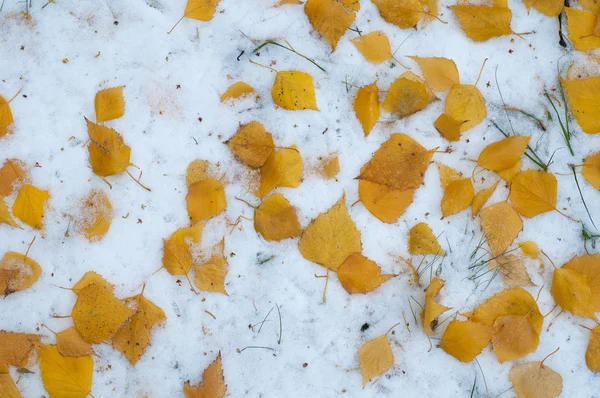 Deixa Neve Outono Textura Primeira Queda Neve Bétula Amarela Folhas — Fotografia de Stock