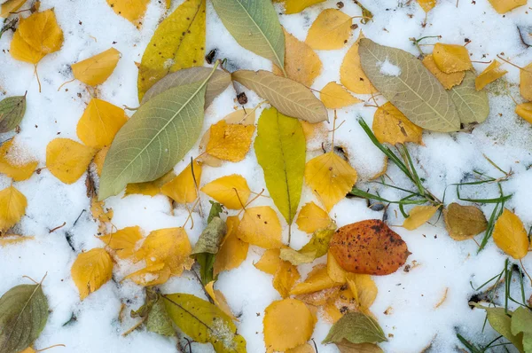 Deixa Neve Outono Textura Primeira Queda Neve Bétula Amarela Folhas — Fotografia de Stock