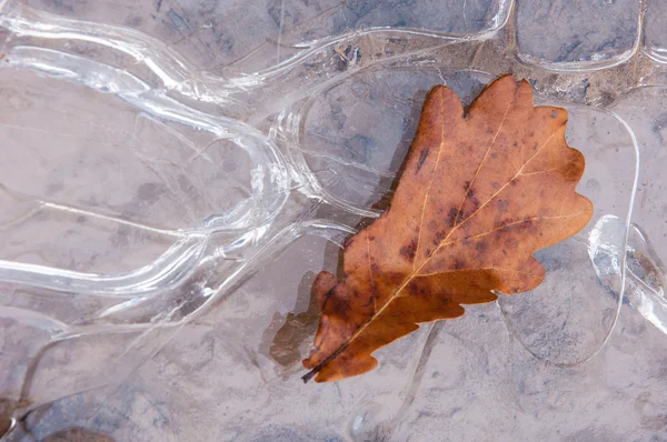Poça de gelo. Folha de carvalho no outono — Fotografia de Stock