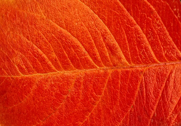 秋の葉のテクスチャー — ストック写真