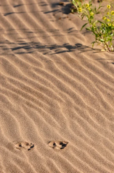 Textura de areia — Fotografia de Stock