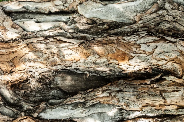 Tree bark — Stock Photo, Image