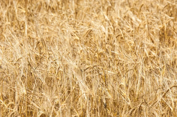 La texture d'un champ de blé . — Photo