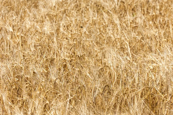 The texture of a wheat field. — Stock Photo, Image