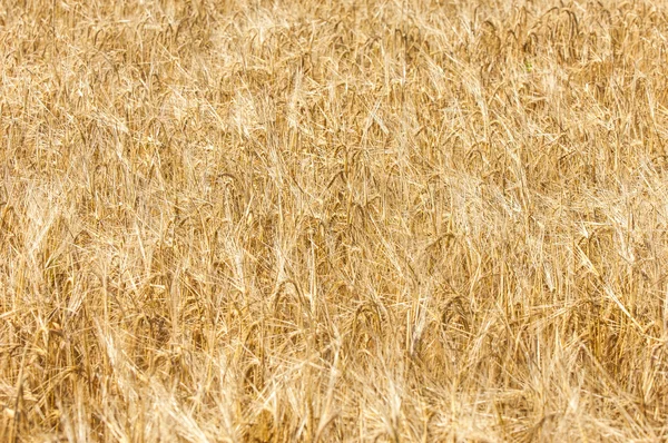 A textura de um campo de trigo . — Fotografia de Stock