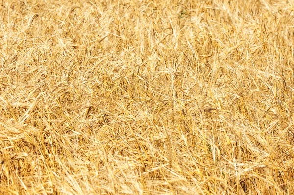 Текстура пшеничного поля — стоковое фото