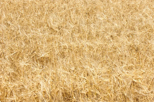 A textura de um campo de trigo . — Fotografia de Stock
