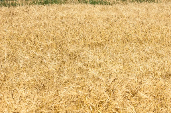 Текстура пшеничного поля . — стоковое фото