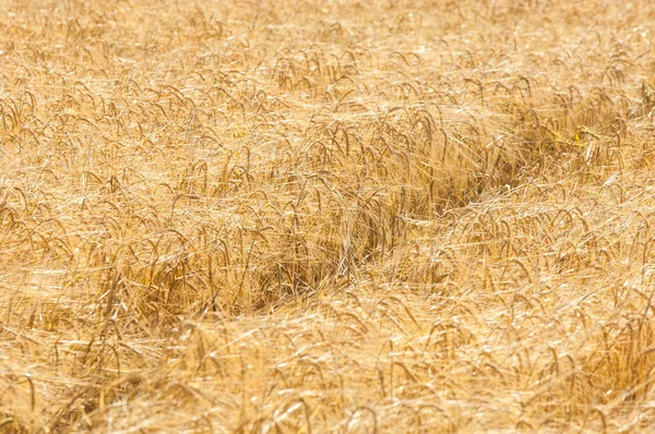 A textura de um campo de trigo . — Fotografia de Stock