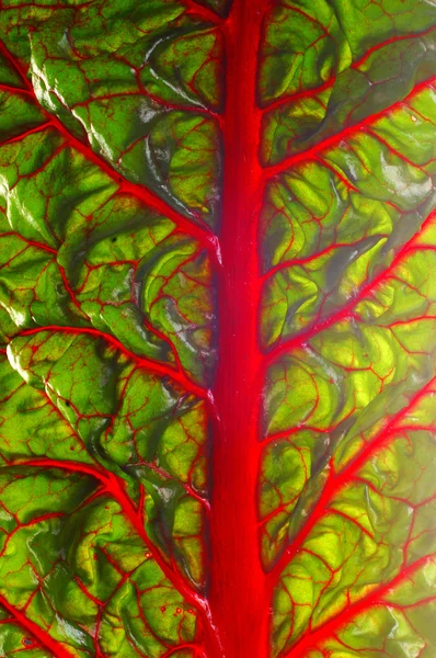 Tessitura delle foglie di barbabietola — Foto Stock