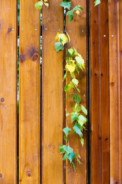 Textuur van hout — Stockfoto