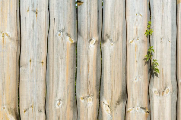 Texture del legno — Foto Stock